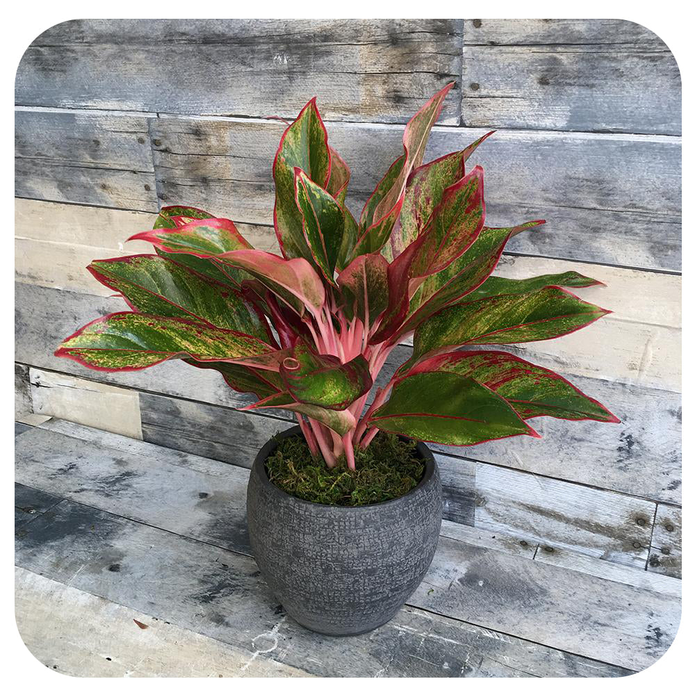 chinese evergreen aglaonema red Aglaonema ‘Red Siam’ (Chinese Evergreen)