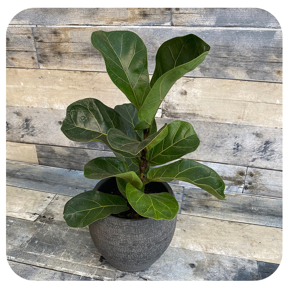 fiddle leaf fig little sunshine Ficus Lyrata 'Bambino' (Dwarf Fiddle Leaf Fig)