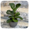 Ficus Lyrata 'Bambino' (Dwarf Fiddle Leaf Fig)