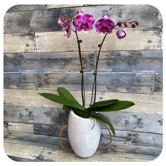 Orchid - Purple Spot Double Stem