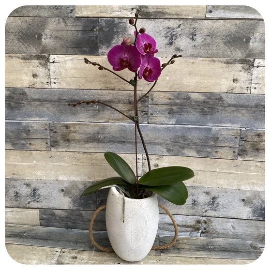 Orchid - Purple Spot Single (Phalaenopsis)