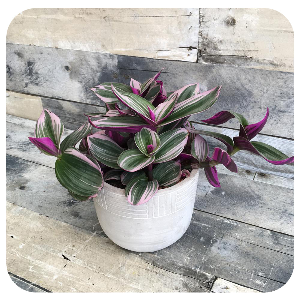 Purple Zebra Plant 'Nanouk'
