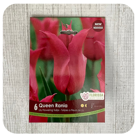 Tulip 'Queen Rania'