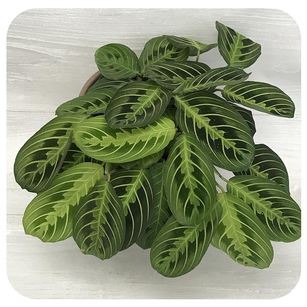 Prayer Plant Lemon Lime (Maranta)