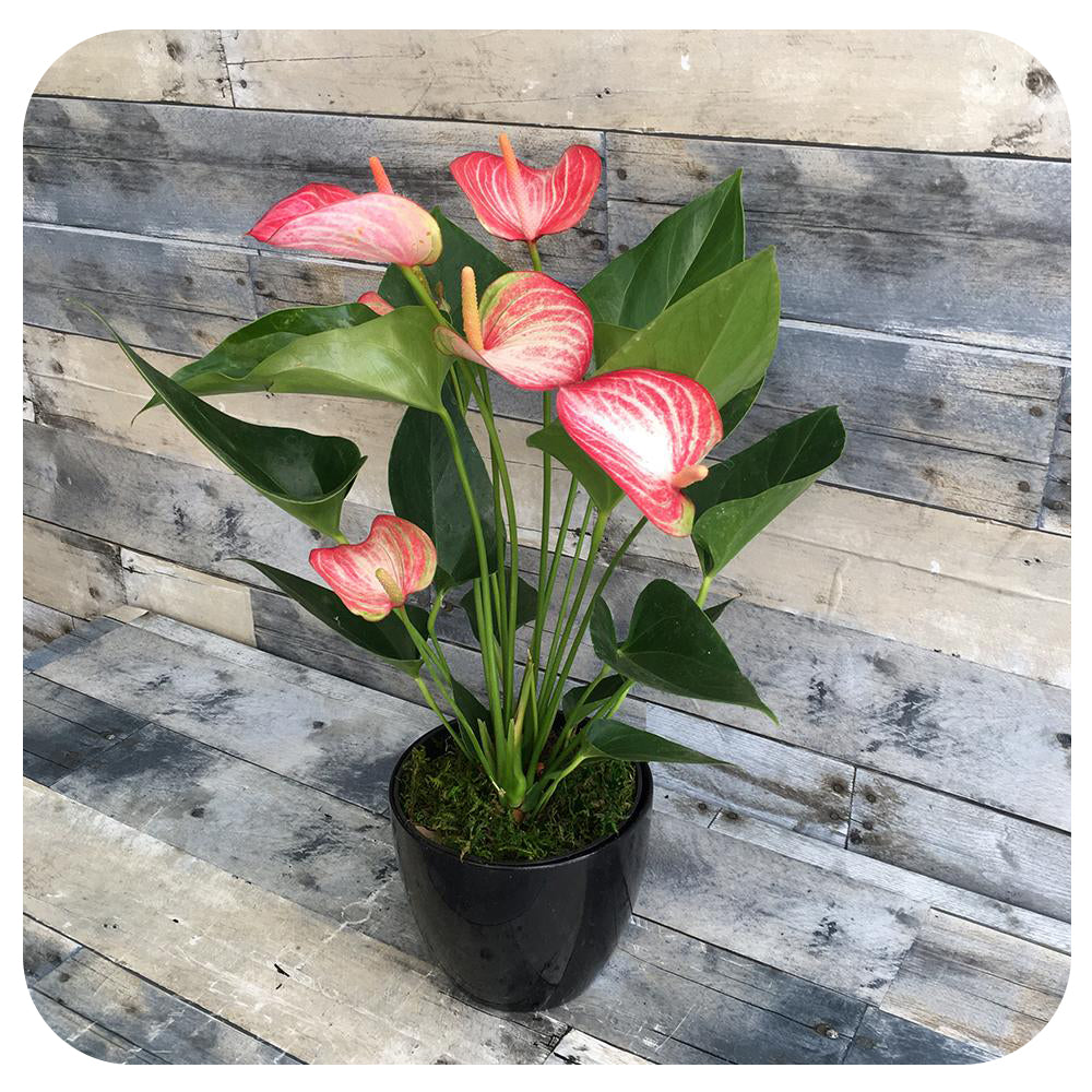 anthurium livium red Anthurium Livium