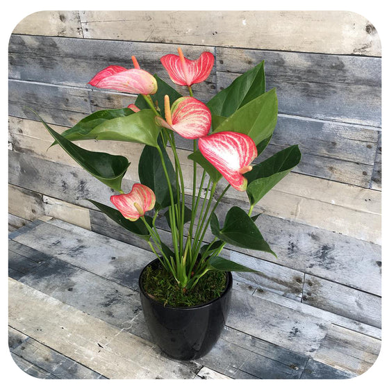 Anthurium Livium