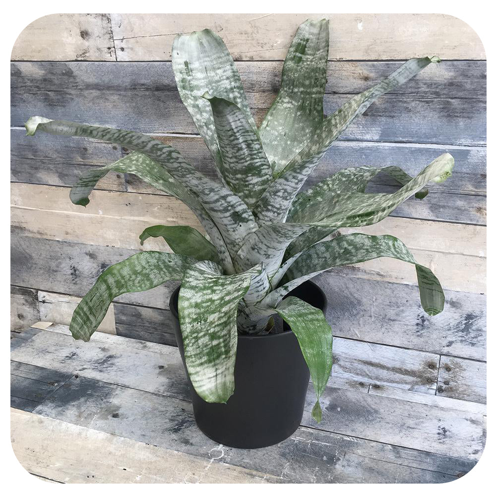 Bromeliad 'Silver Vase' (Bromeliad Aechmea)