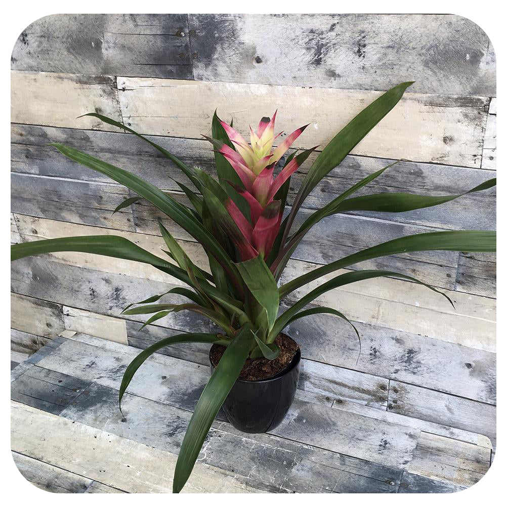 Bromeliad Guzmania