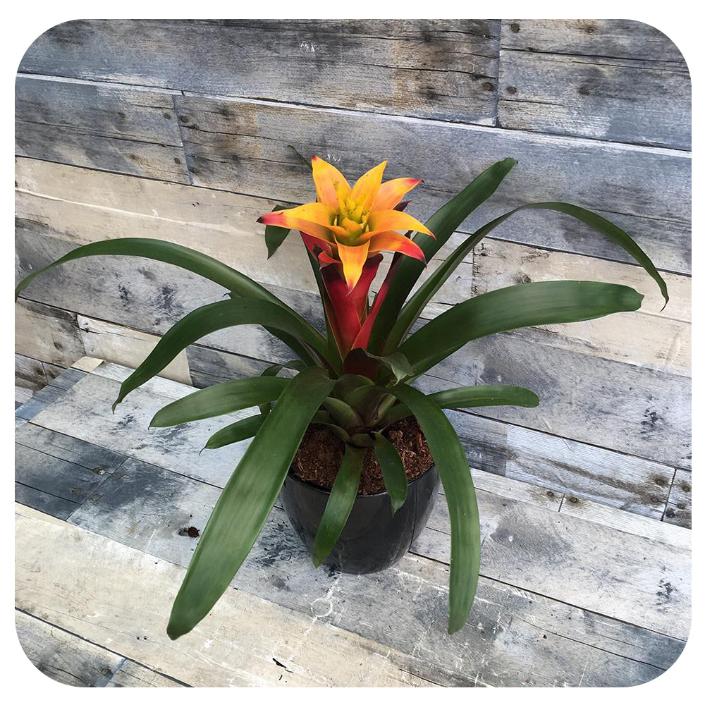 Bromeliad Guzmania