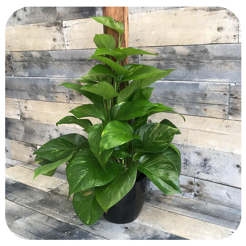 golden pothos totem Pothos Golden Totem