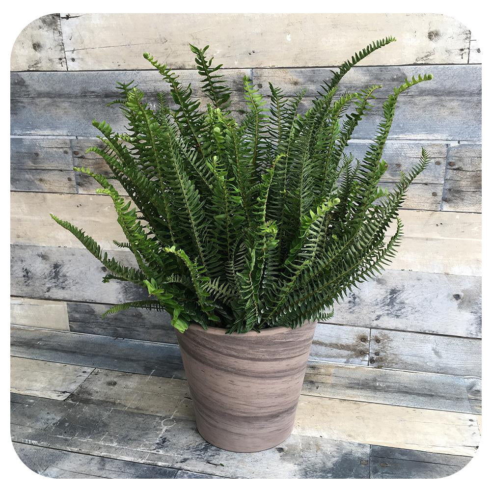 Kimberly Queen Fern