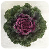 Ornamental Kale (Brassica Oleracea)