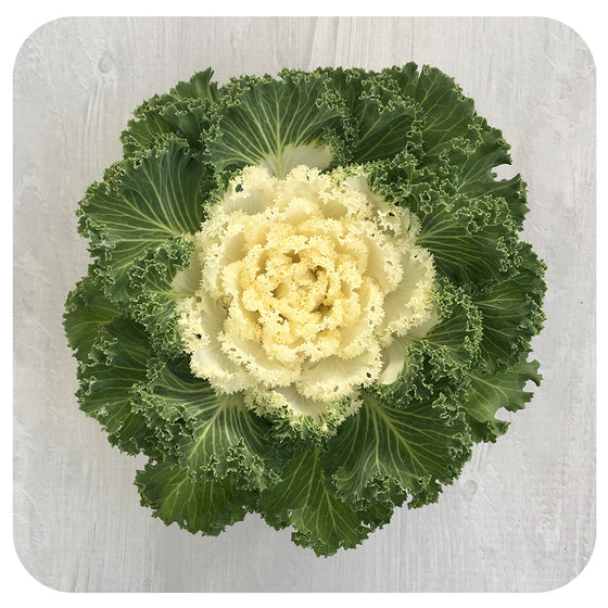 Ornamental Kale (Brassica Oleracea)
