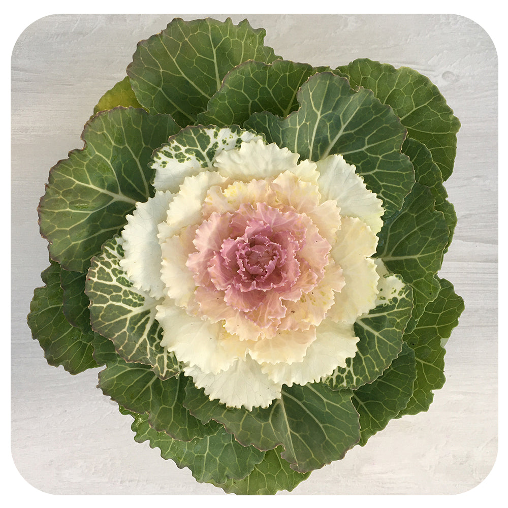 Ornamental Cabbage (Brassica Oleracea)