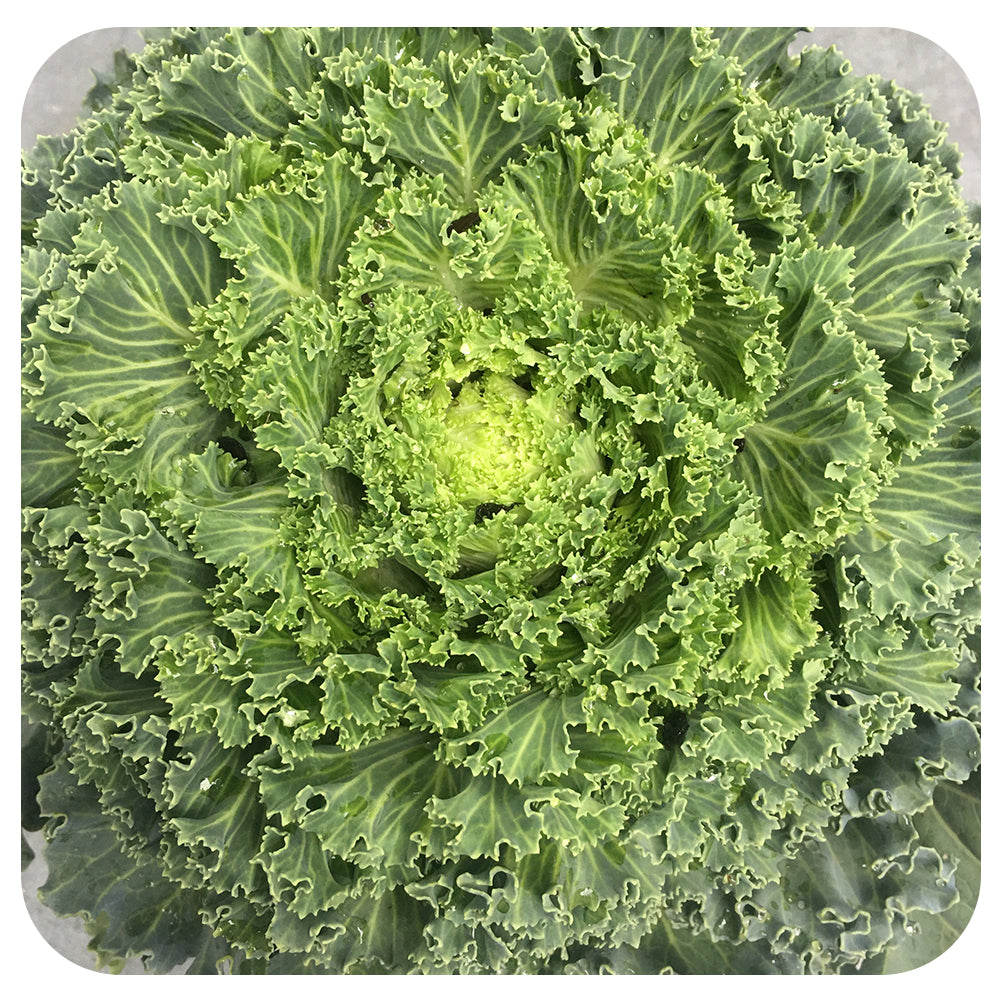 Ornamental Kale (Brassica Oleracea)