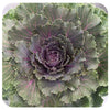 Ornamental Cabbage (Brassica Oleracea)