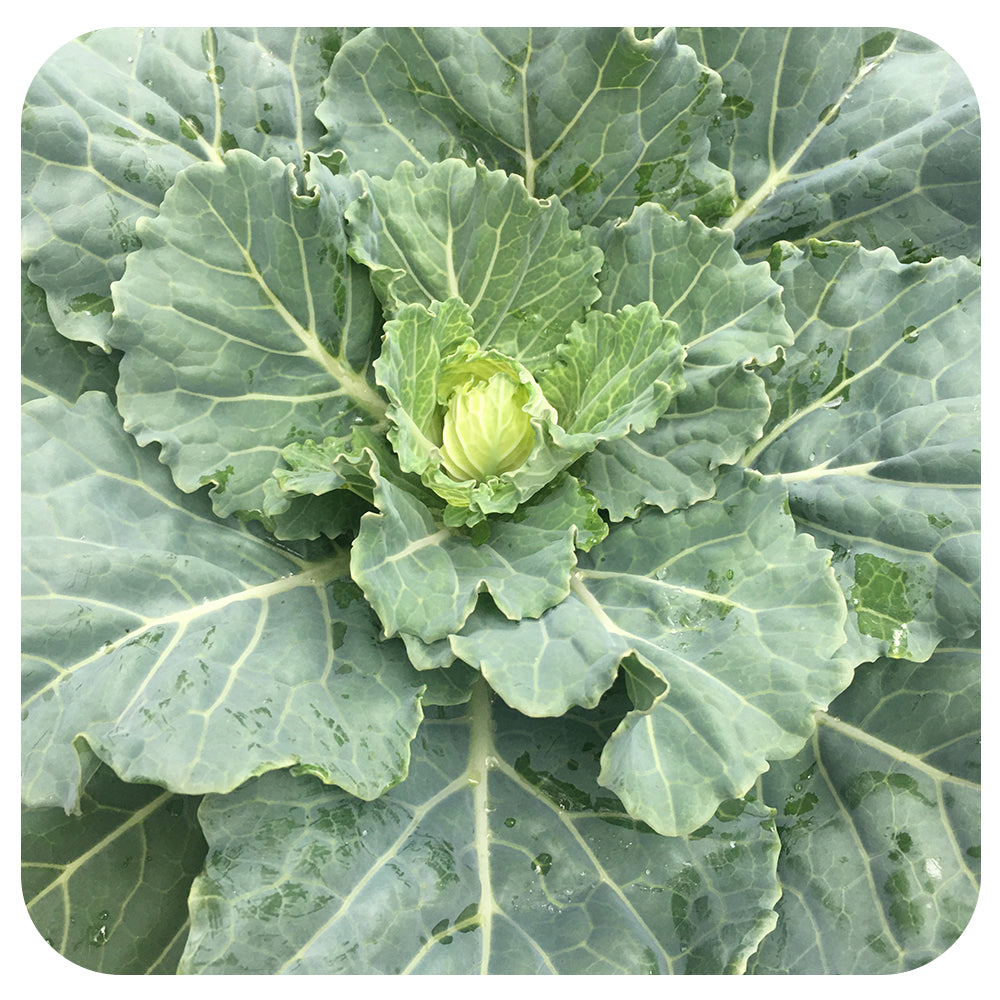 Ornamental Cabbage (Brassica Oleracea)
