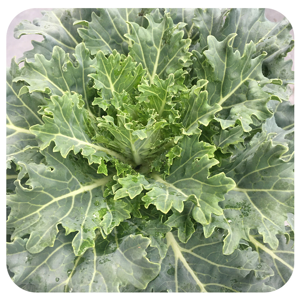 Ornamental Kale (Brassica Oleracea)