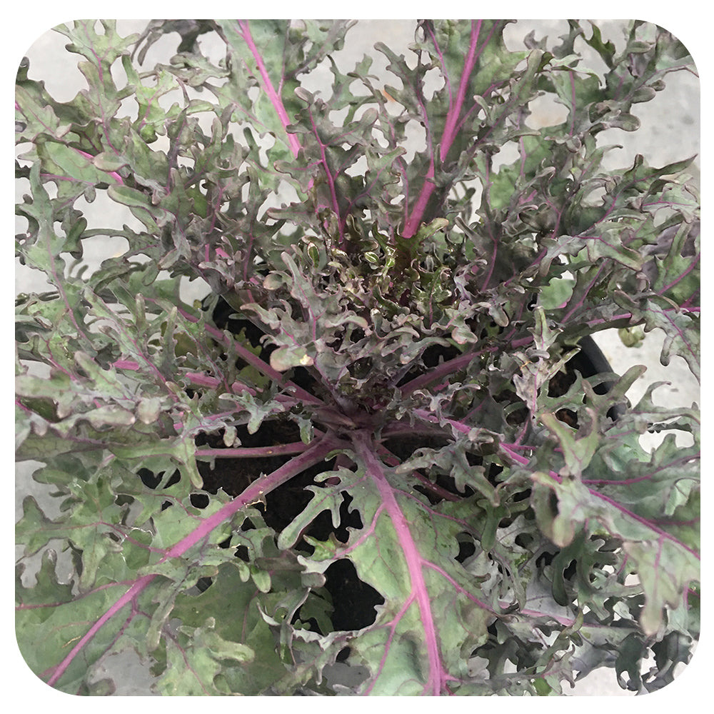 Ornamental Kale (Brassica Oleracea)