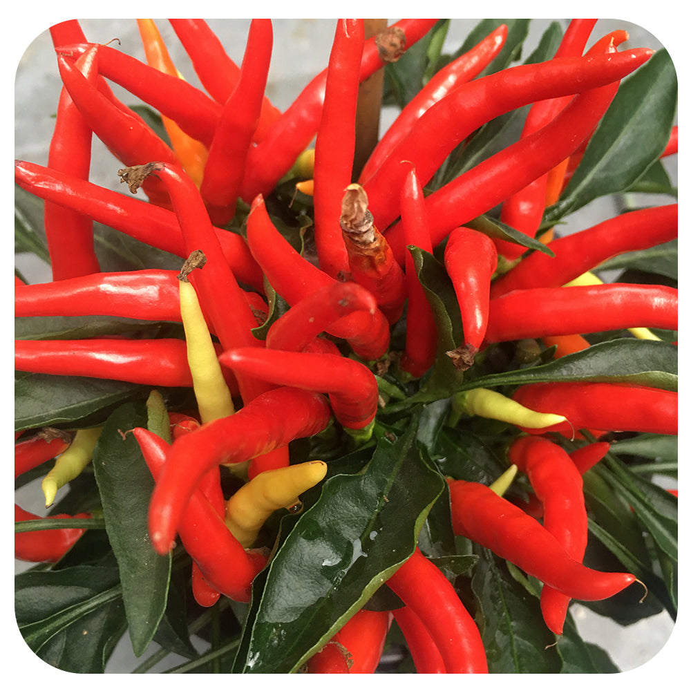 Ornamental Peppers