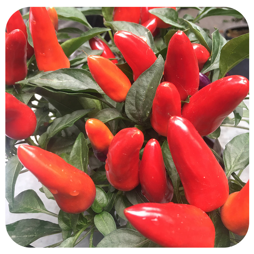 Ornamental Peppers