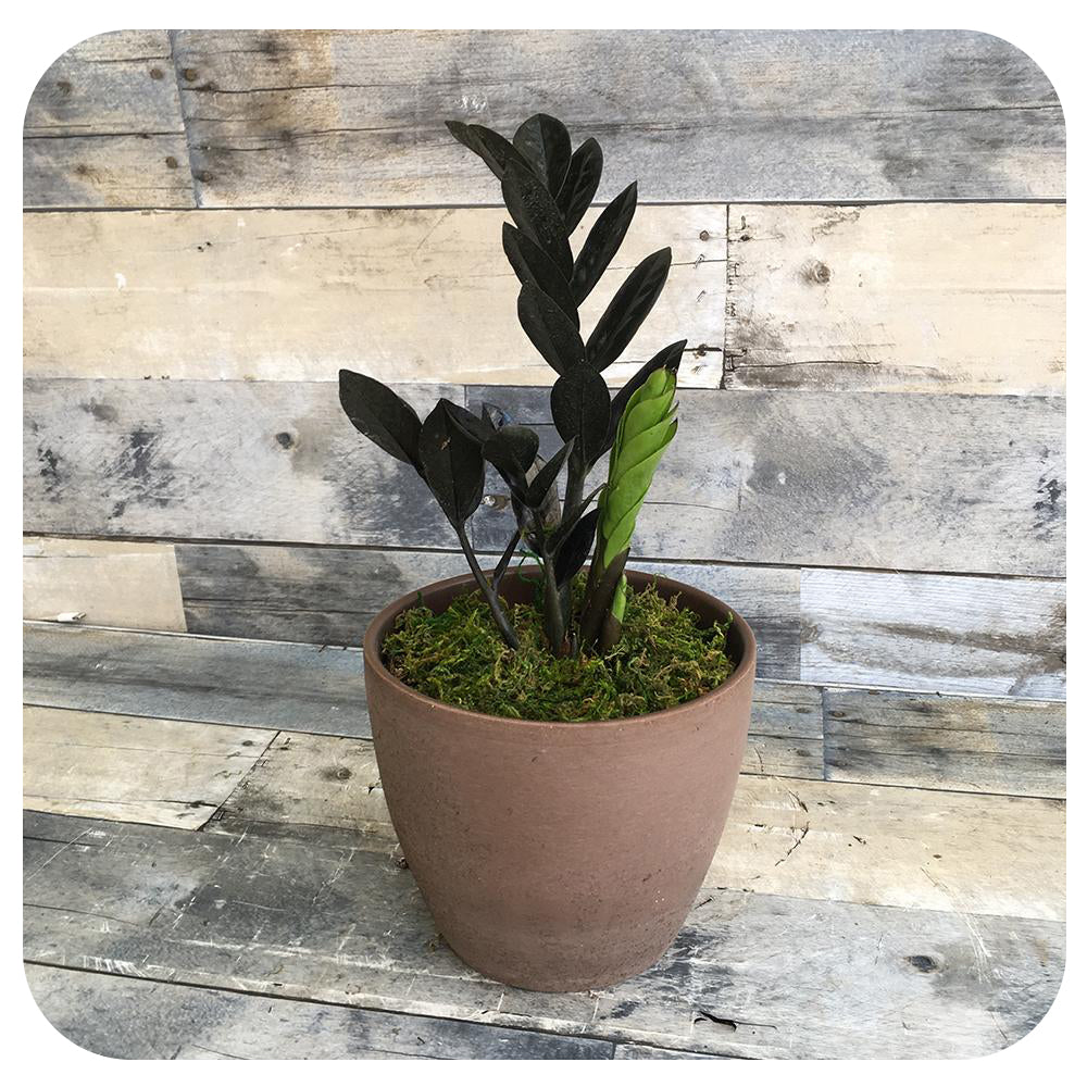 midnight zz plant ZZ 'Black Raven' (Zamioculcas Zamiifolia)