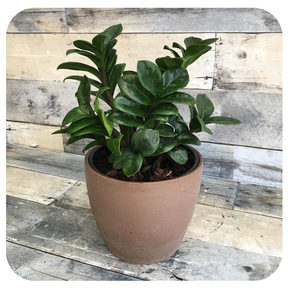 ZZ 'Zenzi' (Zamioculcas Zamiifolia)