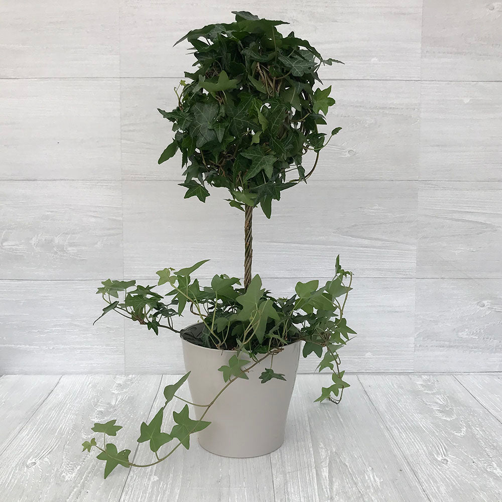 Hedera helix Pittsburgh - English Ivy - Hanging Plants