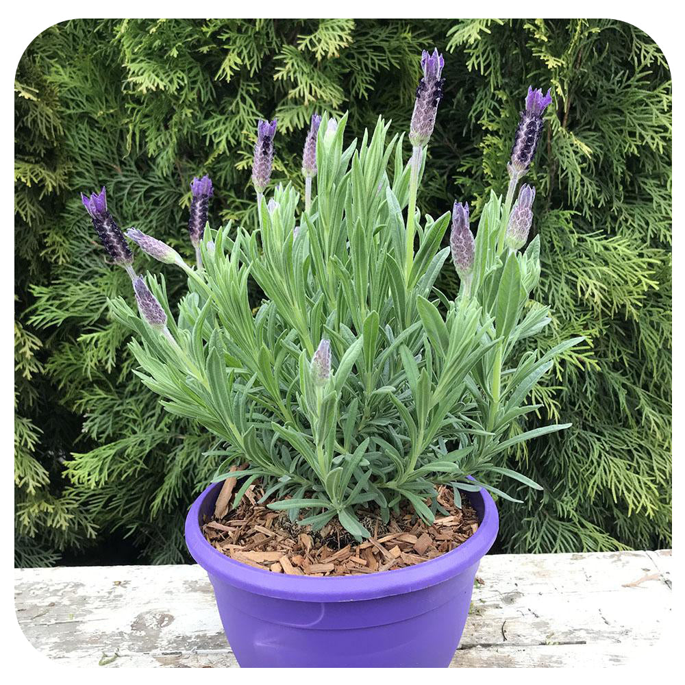 Spanish Lavender