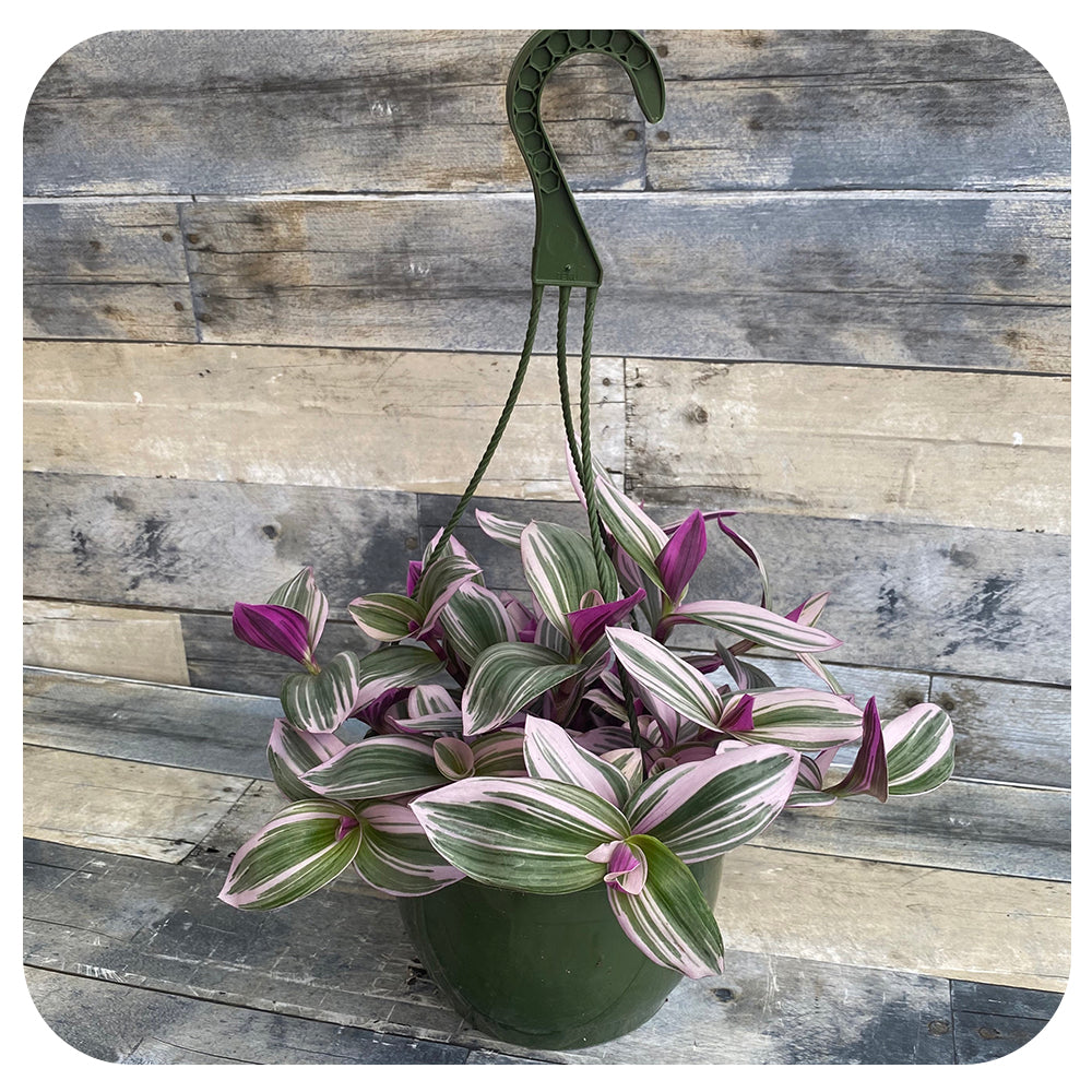 zebra hanging plant Purple Zebra Plant "Nanouk" Hanging Basket