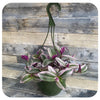 Purple Zebra Plant "Nanouk" Hanging Basket (Formerly Known as Wandering Jew)