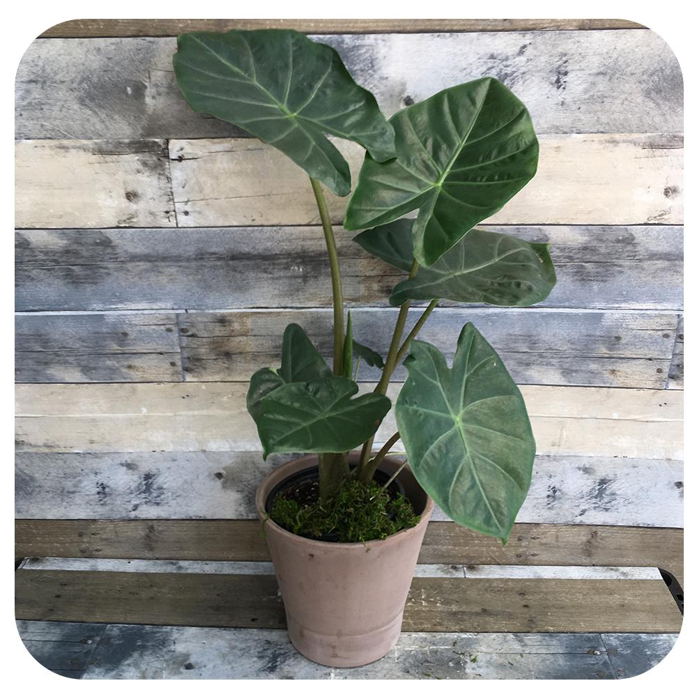 Alocasia Kuching Mask