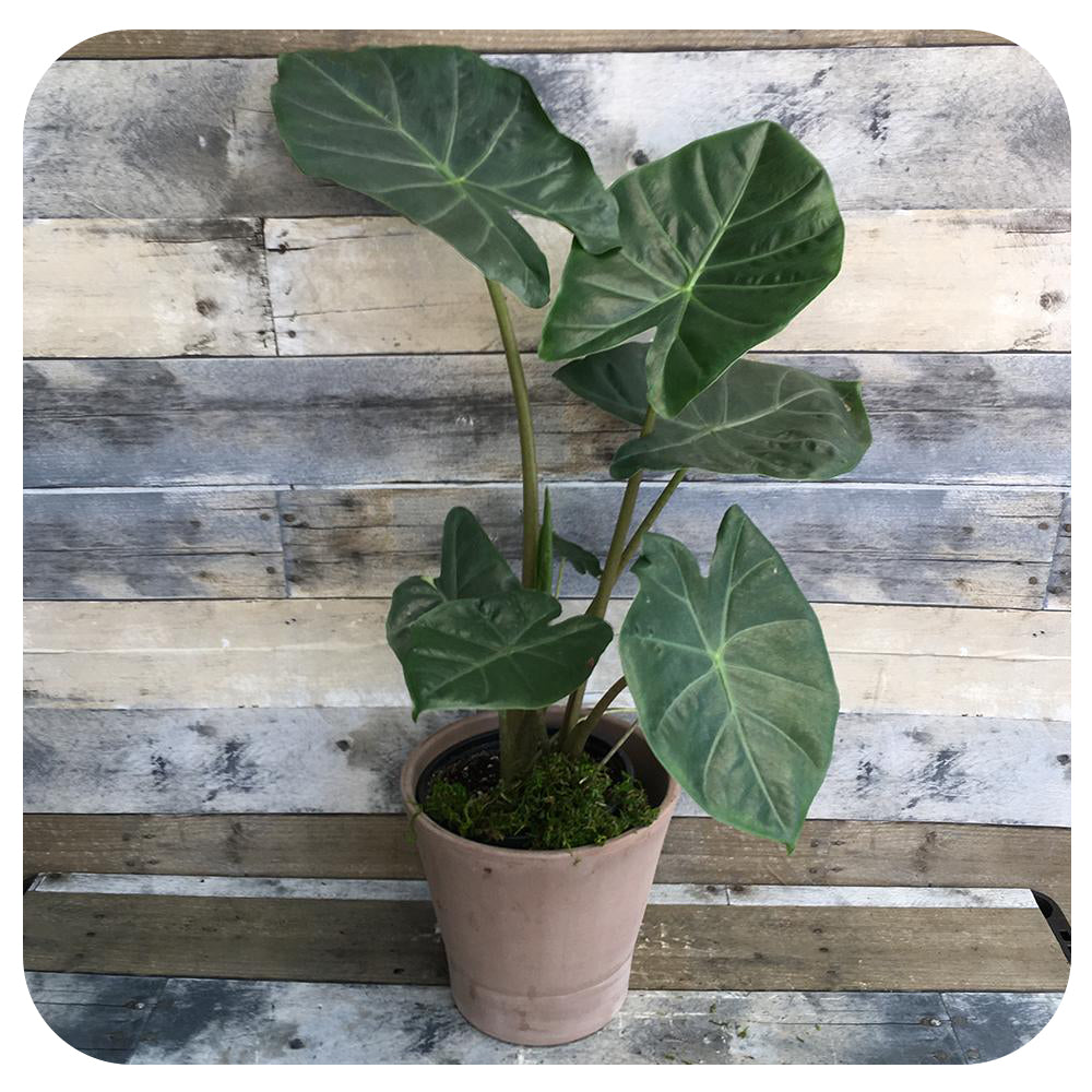 Alocasia Kuching Mask