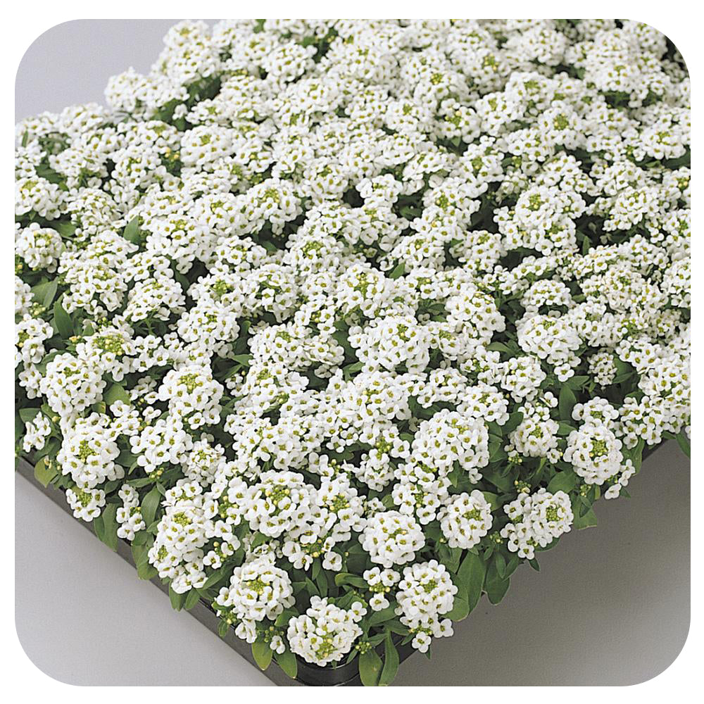 Alyssum