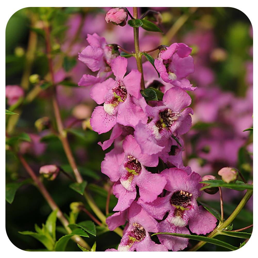 Angelonia
