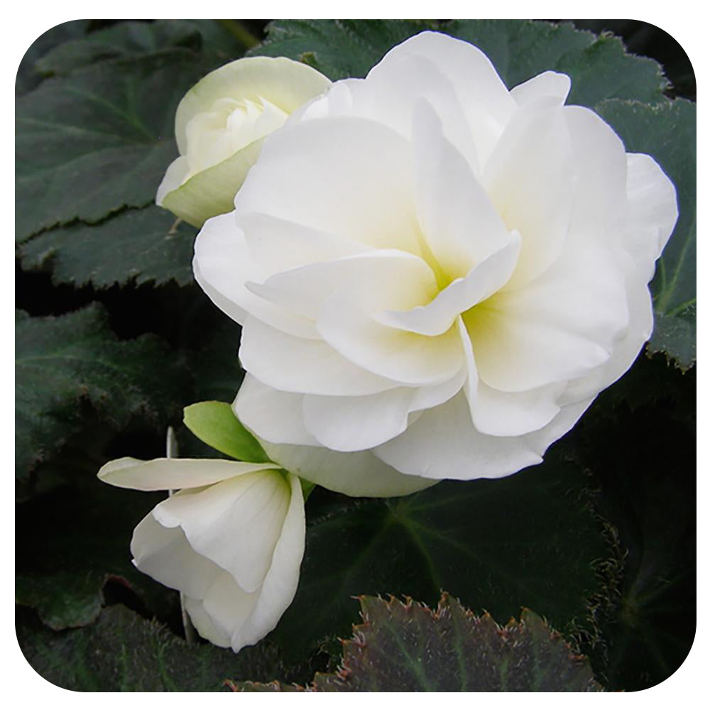 Begonia - Non-Stop Variety (Tuberous Begonia)
