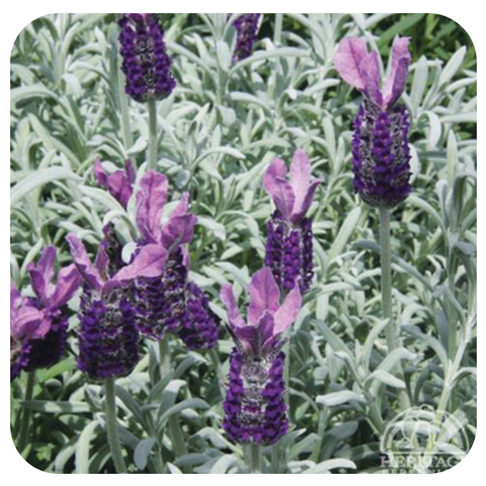 lavender anouk tree Lavandula stocheas 'Anouk' (Spanish Lavender)