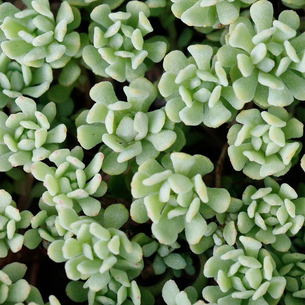 Appalachian Stonecrop - Sedum glaucophyllum