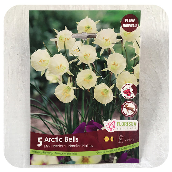Daffodil 'Arctic Bell Tops' (Narcissus)