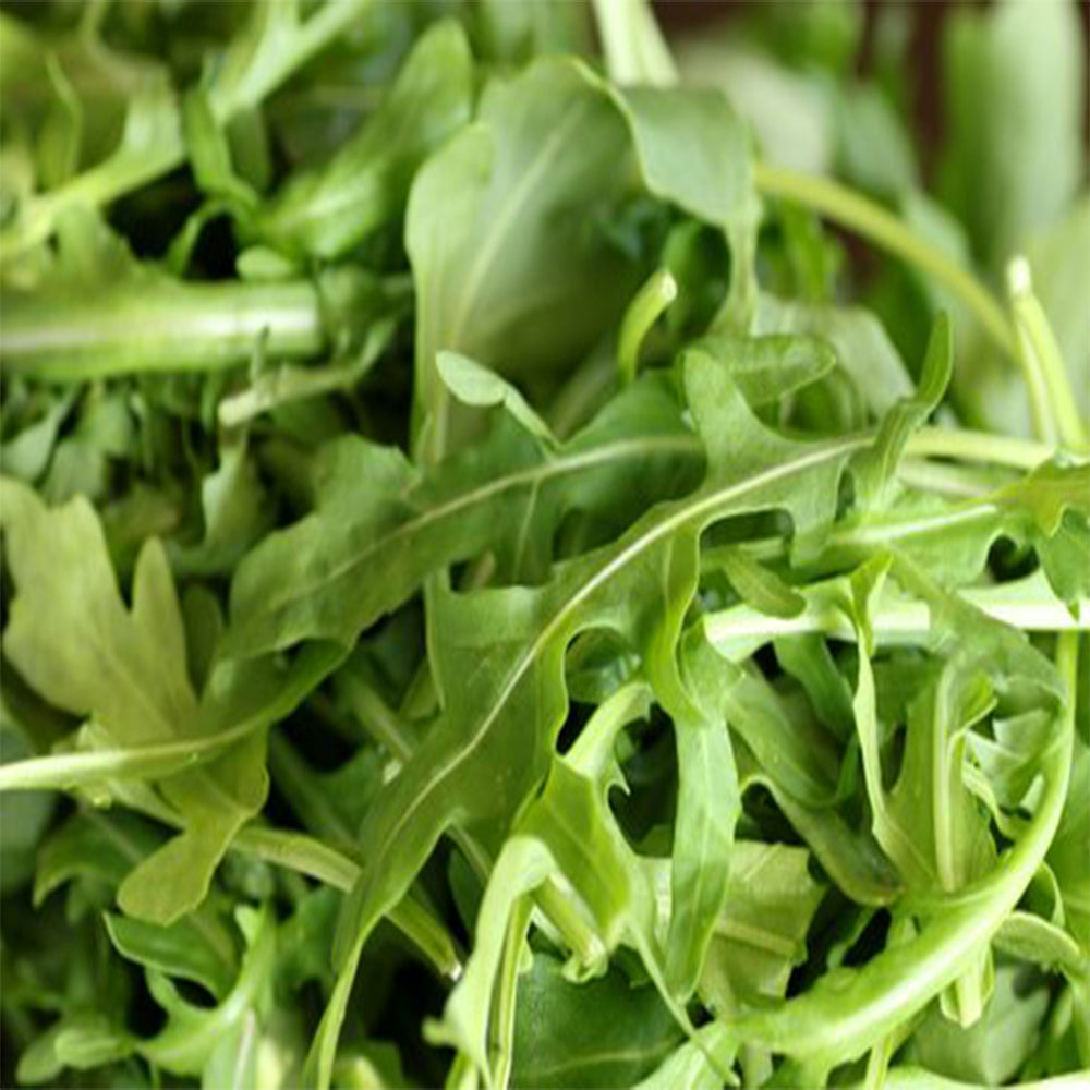 Arugula  'Astro' (Organic)