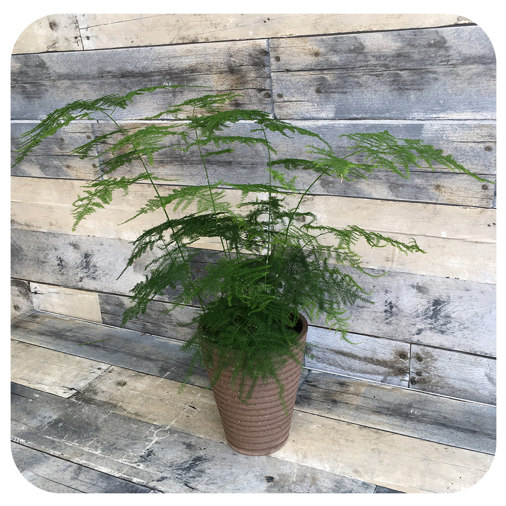 Asparagus Plumosa