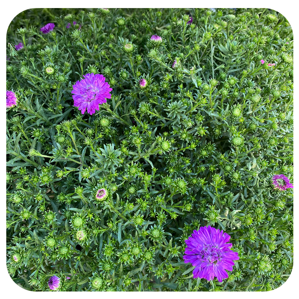 Asters