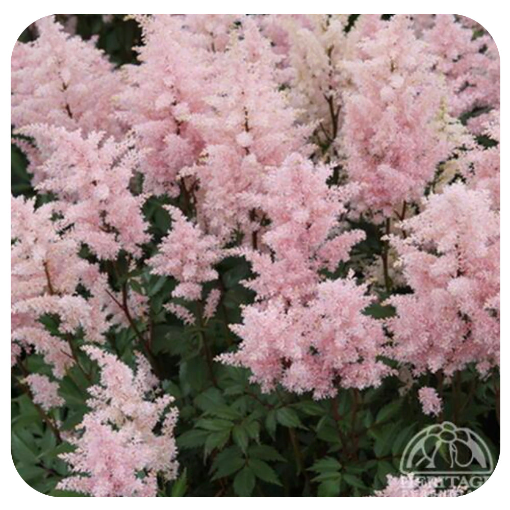 Astilbe 'Peach Blossom''