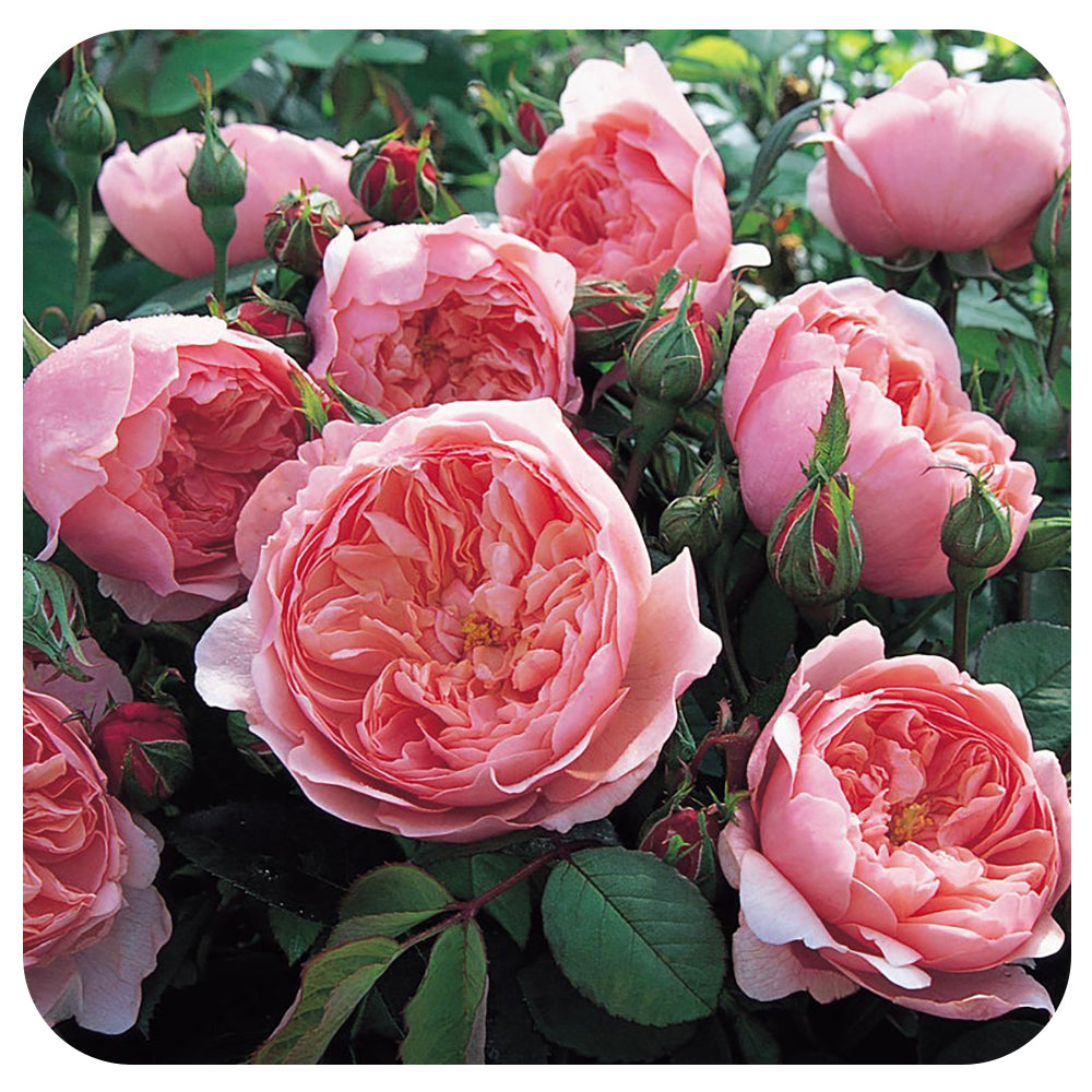 The Alnwick Rose® by David Austin