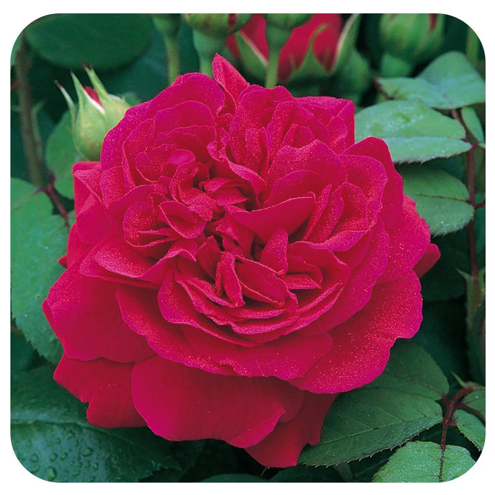 Tess of the d’Urbervilles by David Austin