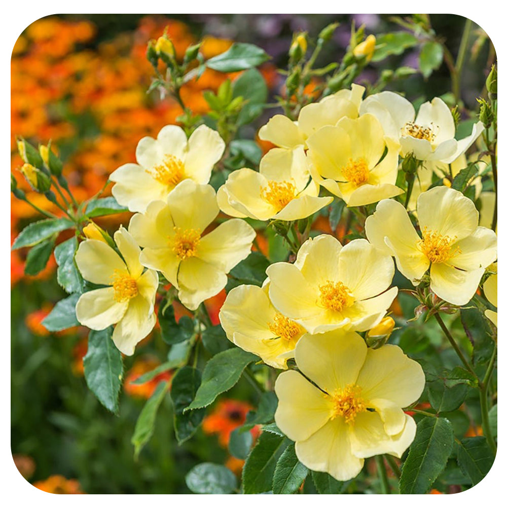 Tottering by Gently Rose by David Austin