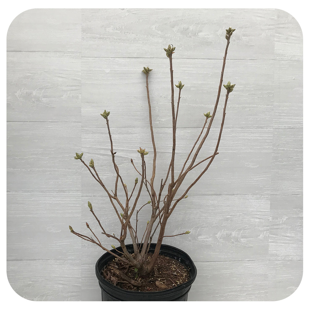 Azalea 'Rosy Lights'