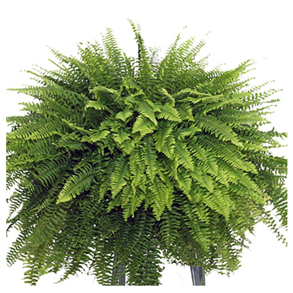 Boston Fern Hanging Basket (Nephrolepis Exaltata Bostoniensis)