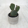 "Bunny Ears" - Cactus Opuntia Microdasys