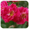 William Baffin Climbing Rose by Weeks Roses